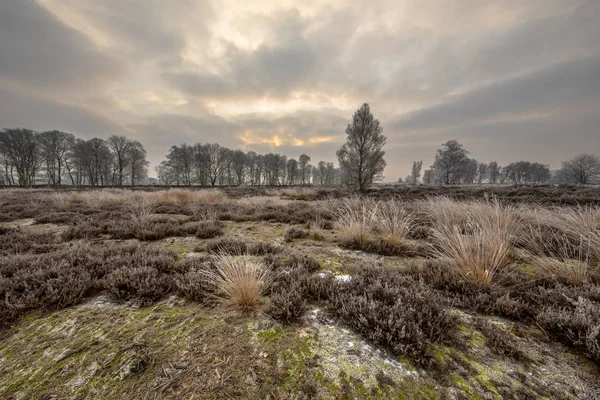 Wintermorgen Sonnenaufgang Über Frostiger Heide Mit Raureif Ballonveld Naturschutzgebiet — Stockfoto