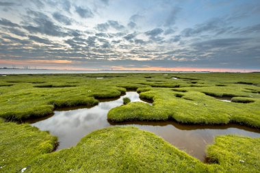 Dollard Hollanda Groningen kıyısında Waddensea alanında Punt van Reide, gelgit marsh çayır delik erozyon