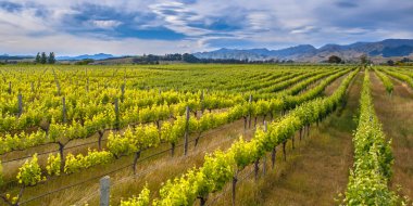 Renkli üzüm bağı sideview Marlborough alan Yeni Zelanda merceksi bulutlar dramatik gökyüzü altında