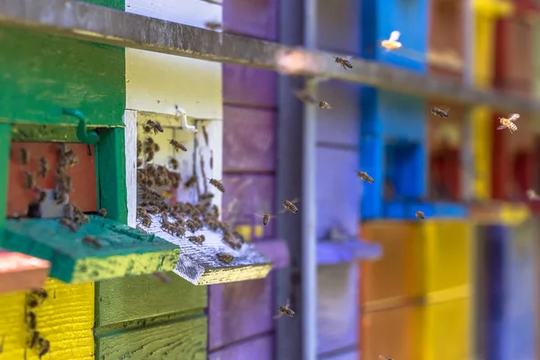 Bienen Fliegen Auf Lkw Bunten Bienenstöcken Vielen Verschiedenen Farben — Stockfoto