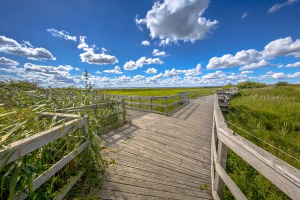 Wooden Boardwalk Reed Marshland Nature Reserve Sweden — Stock Photo, Image