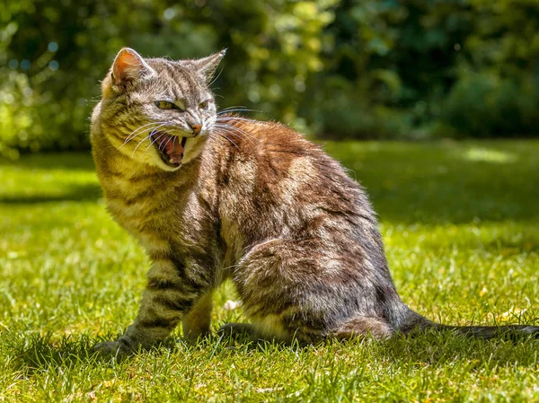Агрессивный Кричащий Кот Саду — стоковое фото