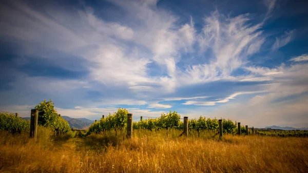 Ekologiczną Winnicę Dramatyczne Pochmurnego Nieba Obszarze Marlborough Nowa Zelandia — Zdjęcie stockowe