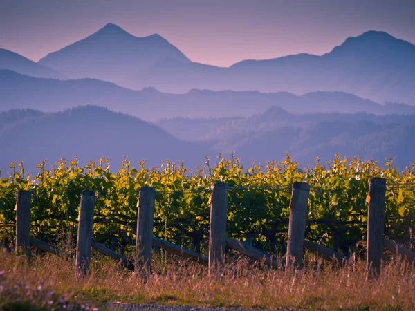 Vista Vinha Com Fundo Nebuloso Montanhas Pôr Sol Região Marlborough — Fotografia de Stock