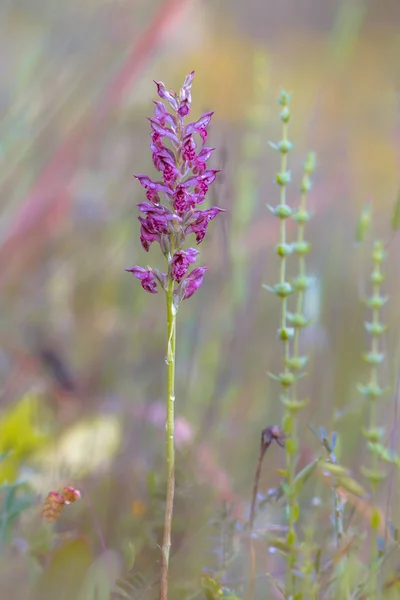 Orchidée Parfumée Orchis Fragrans Ssp Akamas Sur Île Chypre — Photo