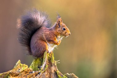 Süre hayvan ayaklarından tohumlarından eating ağaç gövdesi üzerinde kırmızı sincap (Sciurus vulgaris)
