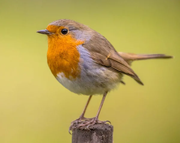 Piros Vörösbegy Erithacus Rubecula Aranyos Madár Ült Post Világos Zöld — Stock Fotó