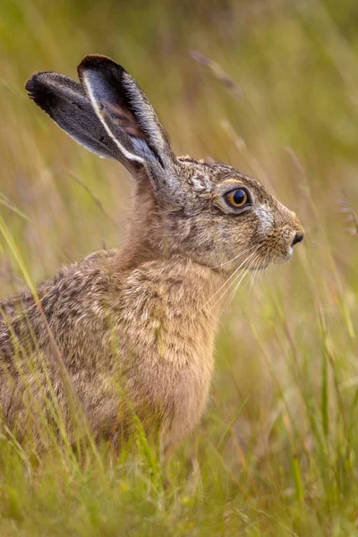 Retrato Liebre Europea Lepus Europeaus Escondido Campo Hierba Confiando Camuflaje —  Fotos de Stock