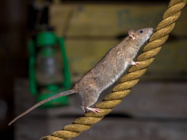 Vahşi kahverengi fare (Rattus norvegicus) çapa ip liman depo ayarı