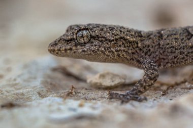 Hafif renkli kayanın üzerine kafa Kotschy'nın gecko (Cyrtopodion kotschyi)