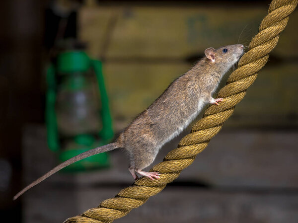 Wild Brown Rat (Rattus norvegicus) on anchor rope in harbor warehouse setting