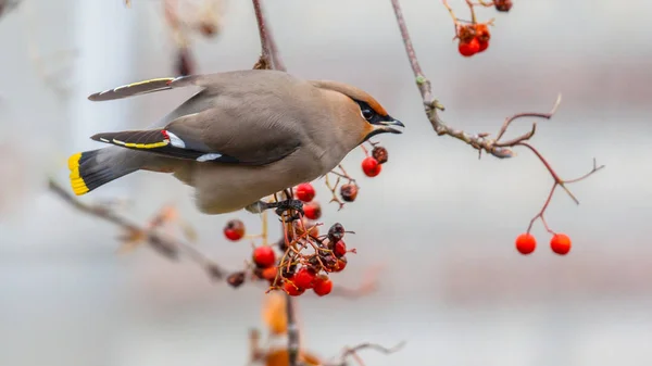 Csonttollú Bombycilla Garrulus Étkezési Bogyók Egy Seregély Méretű Madár Északi — Stock Fotó