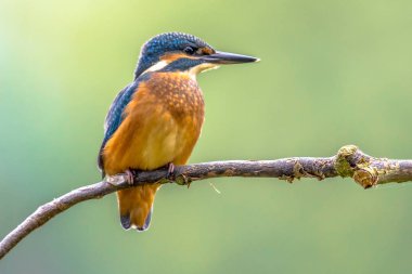 Bayağı yalıçapkını (Alcedo şuna) yaygın bir küçük arası kingfisher dağılımı ile Avrupa, Asya ve Kuzey Afrika var. Bu çok yelpazesini ikamet ettiği ama nerede nehirler kışın donma alanlardan geçirir.