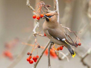 Bohem İpekkuyruk (Bombycilla garrulus) bohem İpekkuyruk Kuzey gelen bir düzensiz kış ziyaretçi olduğunu starling ölçekli familyasından bir kuş türü.