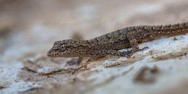 Hafif renkli kayanın üzerinde poz Kotschy'nın gecko (Cyrtopodion kotschyi)