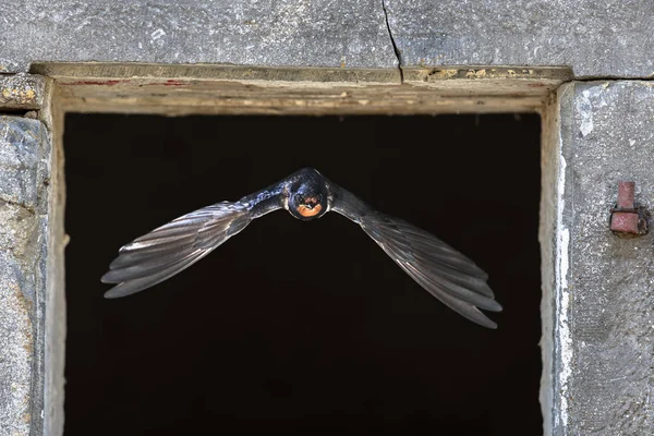 Schuur Zwaluw Hirundo Rustica Vogel Vliegen Door Stenen Raam Van — Stockfoto