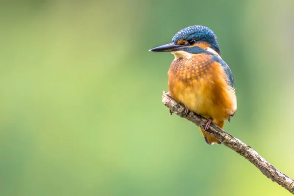 Eurasian Kingfisher Alcedo Atthis Copyspace Tento Pták Rozšířený Malý Ledňáček — Stock fotografie