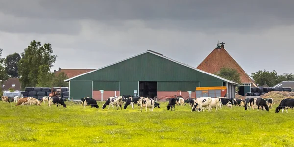 前景にフリージアとオランダの田園地帯で酪農場納屋ホルスタイン種乳牛します — ストック写真