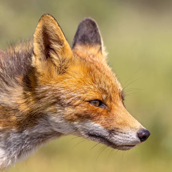 明るい緑の背景に赤狐 ホンドギツネ キツネ属 の肖像画 荒野のこの美しい野生動物 側に魅力的 — ストック写真