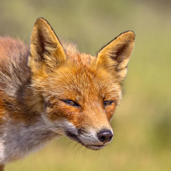 明るい緑の背景に赤狐 ホンドギツネ キツネ属 の肖像画 荒野のこの美しい野生動物 カメラで見ているは愛らしい — ストック写真