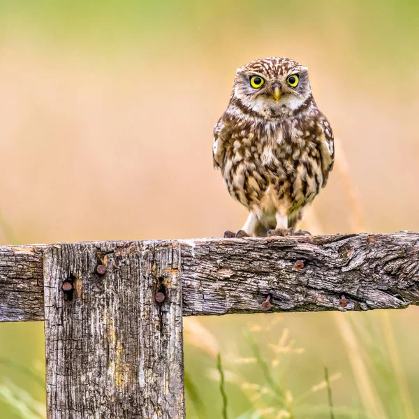 Little Owl Athene Noctua Nocturnal Bird Perched Log Looking Camera — Stock Photo, Image