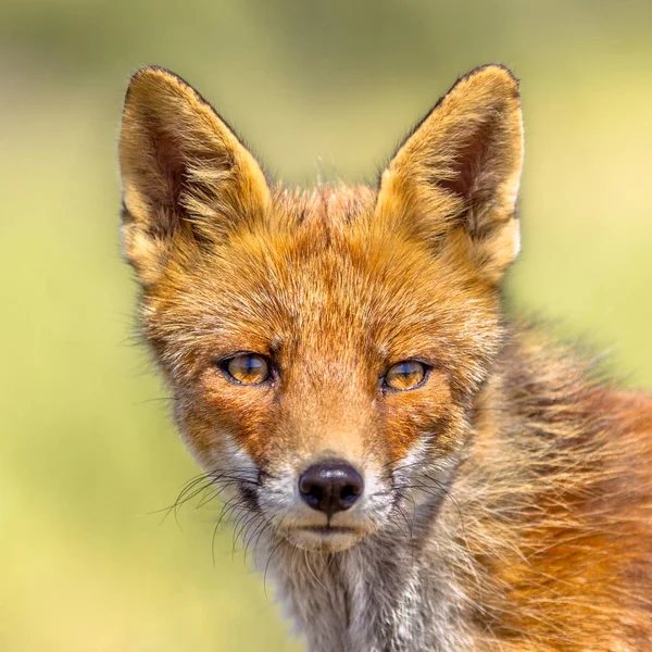 Liška Obecná Vulpes Vulpes Portrét Jasně Zeleným Pozadím Toto Krásné — Stock fotografie