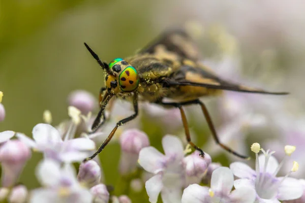 Deerfly Twin Klapowane Chrysops Roślinożercami Zamknąć Kwiat — Zdjęcie stockowe