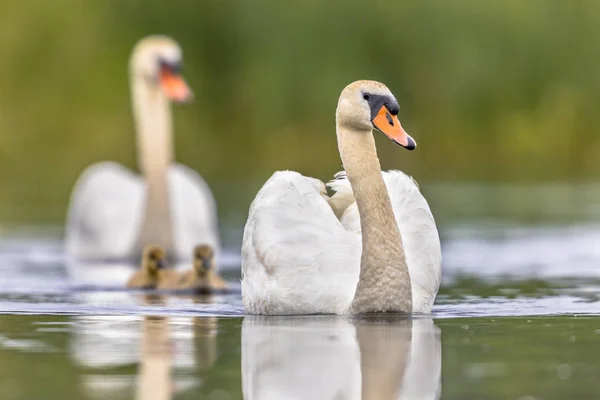 Knobbelzwaan Cygnus Olor Familie Van Watervogels Vogel Met Man Vrouw — Stockfoto