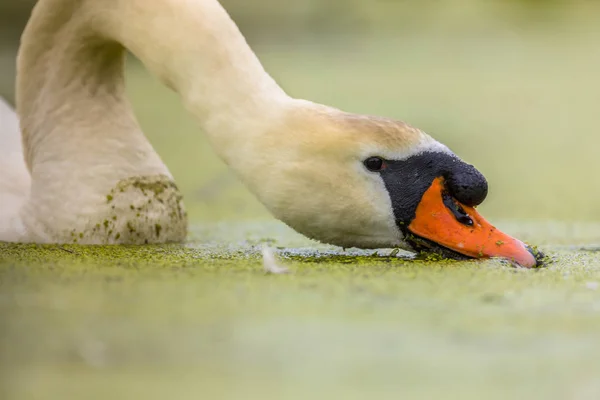Cisne Mudo Cygnus Olor Aves Acuáticas Cerca Mientras Come Pato — Foto de Stock