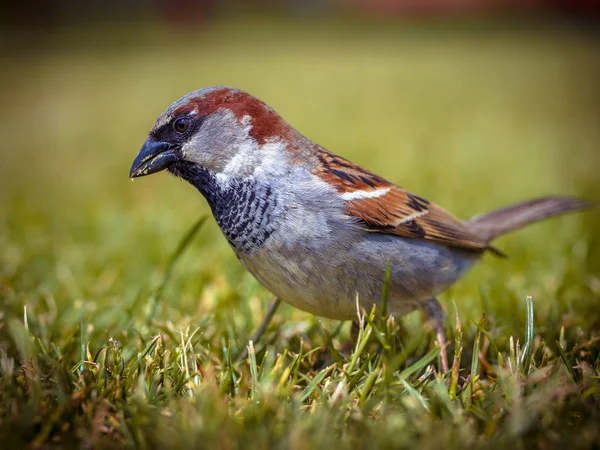 Male House Sparrow Passer Domesticus Looking Food — Stock Photo, Image