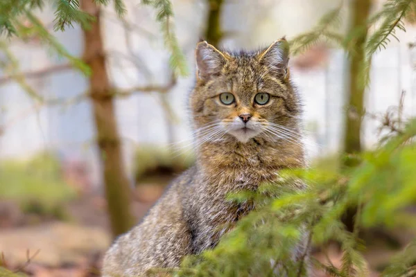Симпатичный Портрет Европейской Дикой Кошки Felis Silvestris Смотрящей Окружающую Среду — стоковое фото