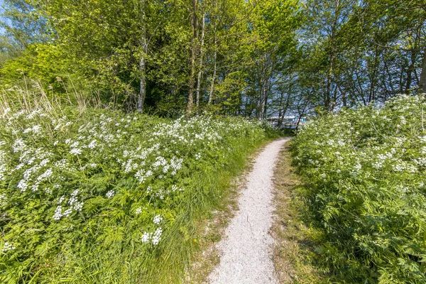 White Walking Track Field Cow Parsley Anthriscus Sylvestris Flowers Recreational — Stock Photo, Image