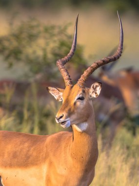 Impala (Aepyceros melampus) male animal with curved antlers looking backward in early morning sun in Kruger National park, South Africa clipart