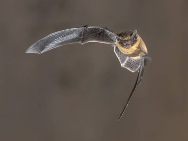 Kahverengi zemin üzerine karanlıkta Kilisesi çatı üzerinde uçan pipistrelle yarasa (Pipistrellus pipistrellus)