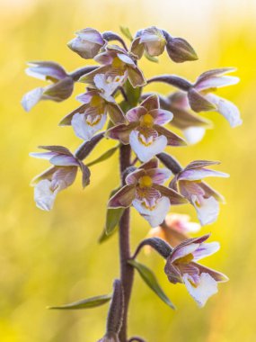 Marsh helleborine (Epipactis palustris) orkide çiçekleri parlak sarı arka planda çiçek açar