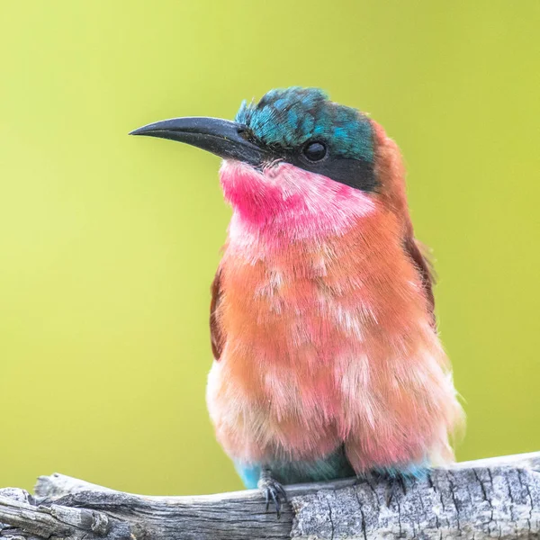 Southern Carmine Bee Eater Merobs Nubicoides Пташка Сидить Портреті Філіалів — стокове фото