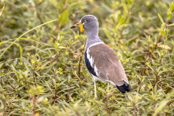 White Crowned Lapwing Vanellus Albiceps Foraging Green Vegetation Kruger National — Stock Photo, Image
