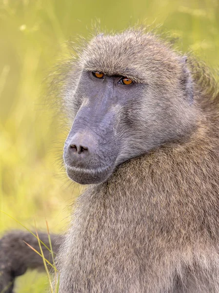 Czakma Pawiana Papio Ursinus Zwierząt Wpatrując Się Portret Kamery Kruger — Zdjęcie stockowe