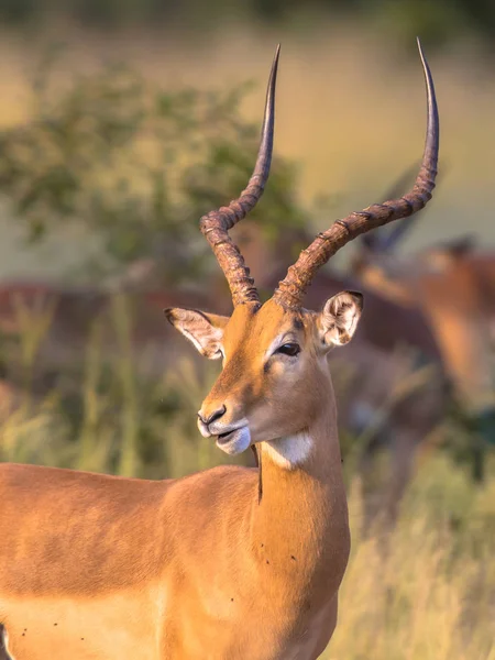 Impala Aepyceros Melampus Zwierząt Płci Męskiej Zakrzywionymi Rogami Patrząc Wstecz — Zdjęcie stockowe