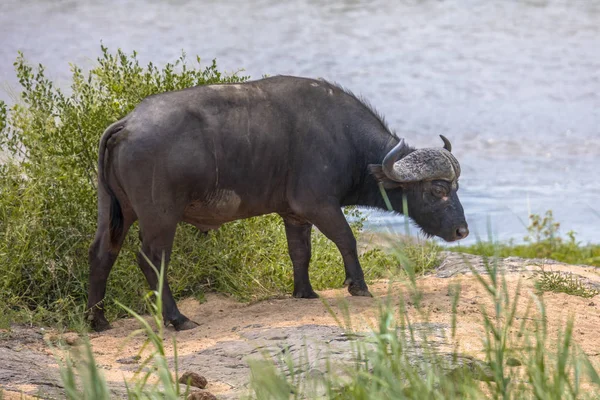 African Buffalo Cyncerus Caffer Male Bull River Bank Kruger National — Stock Photo, Image