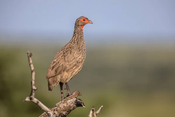 Swainson Van Spurfowl Pternistis Swainsonii Vogel Zoek Weergeven Tak Kruger — Stockfoto