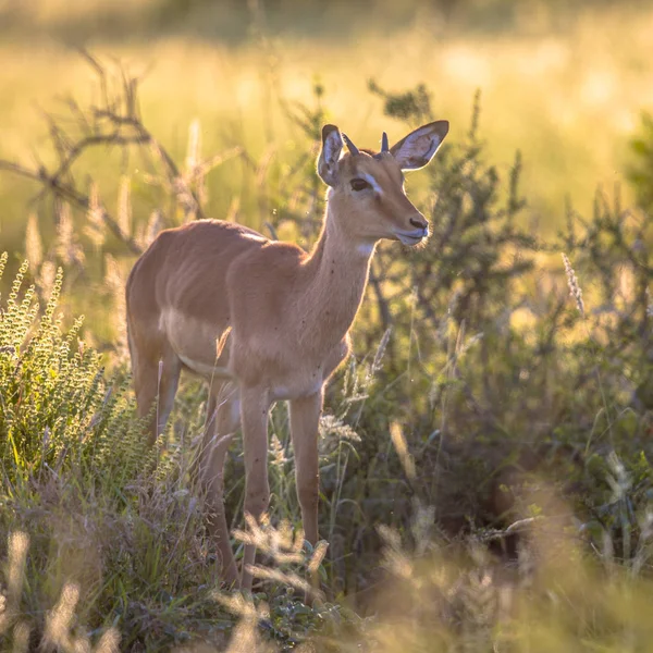 Ung Impala Aepyceros Melampus Stående Eary Morgonljus Gräset Savannen Kruger — Stockfoto