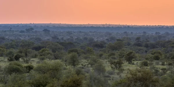 Africano Savanna Visão Geral Planície Com Arbustos Árvores Grama Pôr — Fotografia de Stock