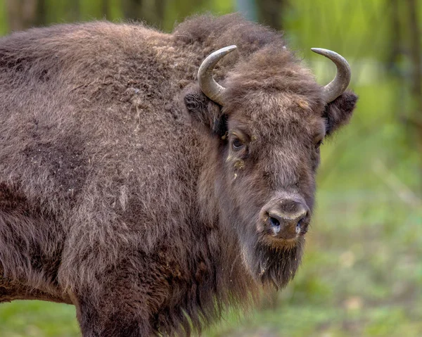 Bisons Der Junge Wisentbulle Bison Bonasus Blickt Die Kamera Und — Stockfoto