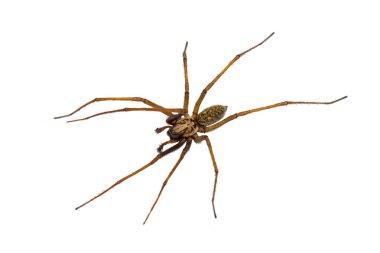 Dev ev örümceği (Eratigena atrica) örümceğin beyaz arka planda izole edilmiş uzun kıllı bacaklara sahip eklembacaklının yukarıdan görünüşü