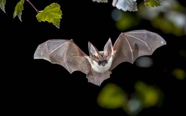 Flying bat hunting in forest. The grey long-eared bat (Plecotus austriacus) is a fairly large European bat. It has distinctive ears, long and with a distinctive fold. It hunts above woodland, often by day, and mostly for moths. clipart