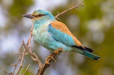 Dikenli şube Afrika savana Kruger National park, Güney Afrika için sabah erken güneş ağacı yaprakları arasında Avrupa silindir (Coracias garrulus) tünemiş