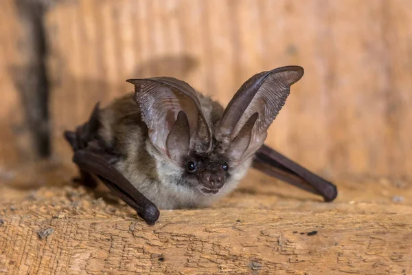 灰长耳朵蝙蝠 Plecotus Austriacus 是一种相当大的欧洲蝙蝠 它有独特的耳朵 又长又有独特的褶皱 牠们通常在白天在林地上觅食 主要是捕食飞蛾 — 图库照片