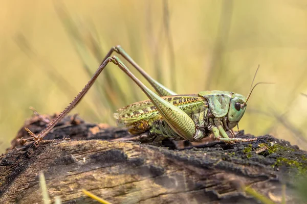 Grasshoper Siğil Isırgan Decticus Verrucivorus Bir Çalı Tettigoniidae Ailesindeki Çekirgesi — Stok fotoğraf