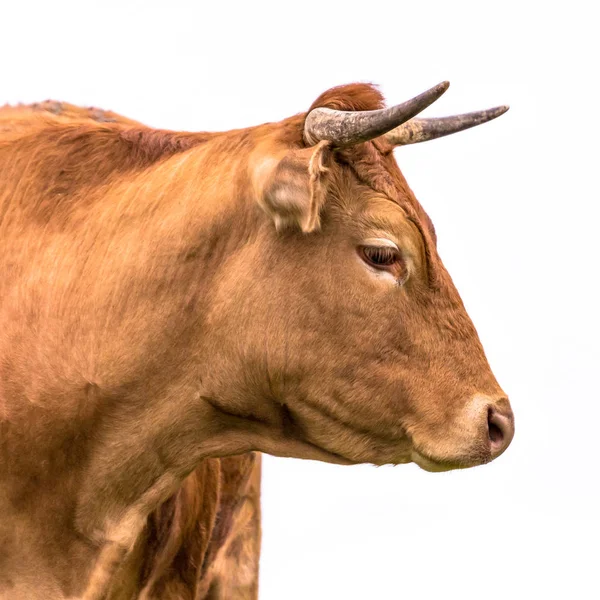 从侧面看到的年轻牛的可爱的母牛画像与在白色背景的角 — 图库照片